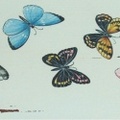 BUTTERFLIES